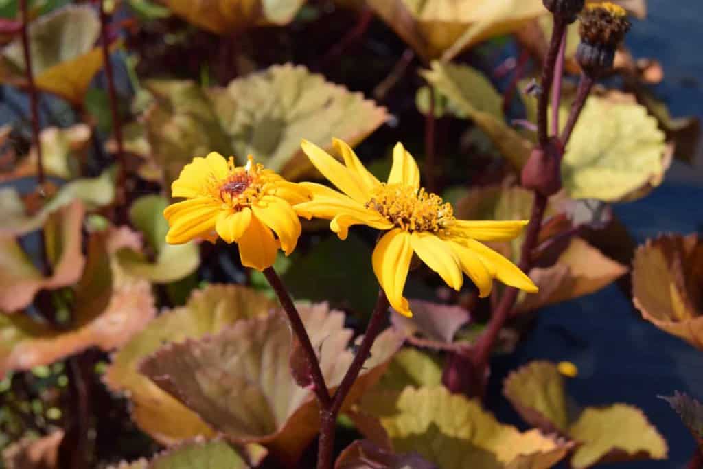 Ligularia dentata 'Desdemona' ---